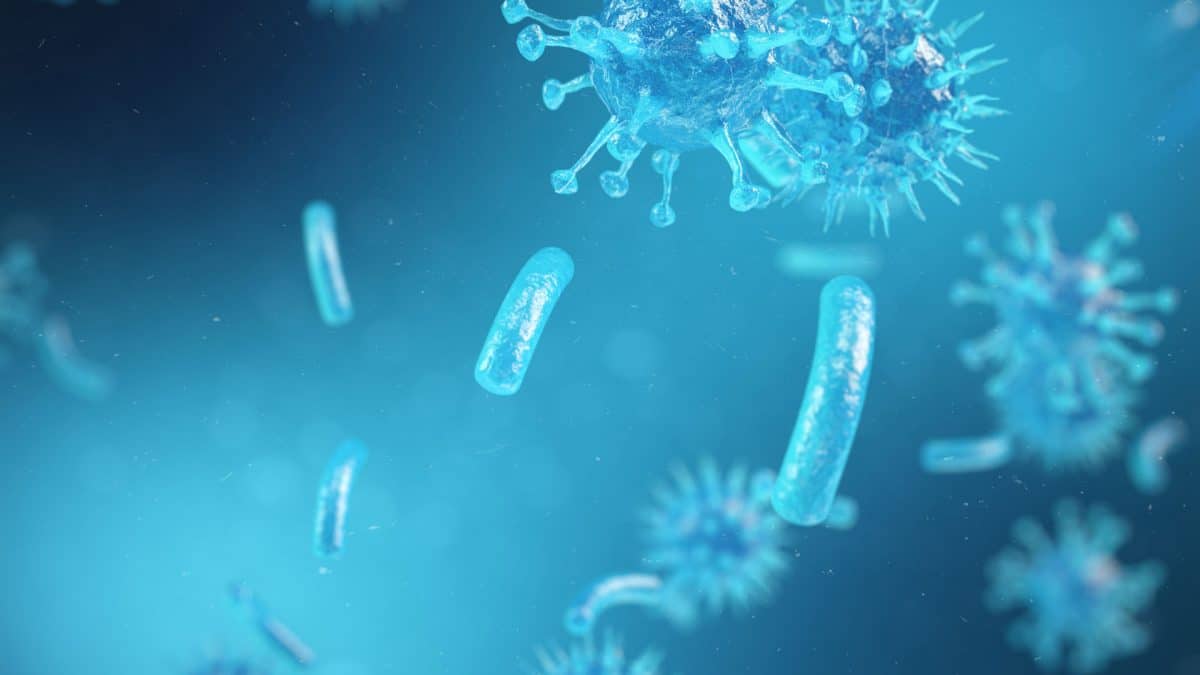 cbd-immune-system