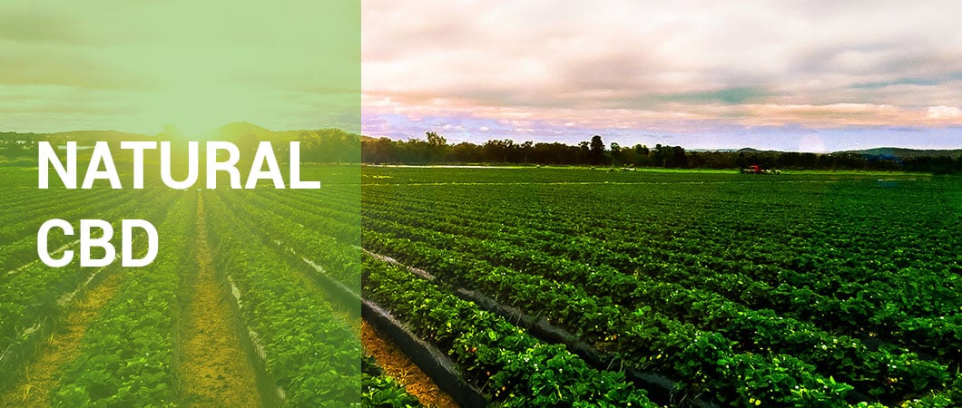 blog-natural-vs-synthetic-cbd-whats-the-difference-natural-cbd-heading-banner