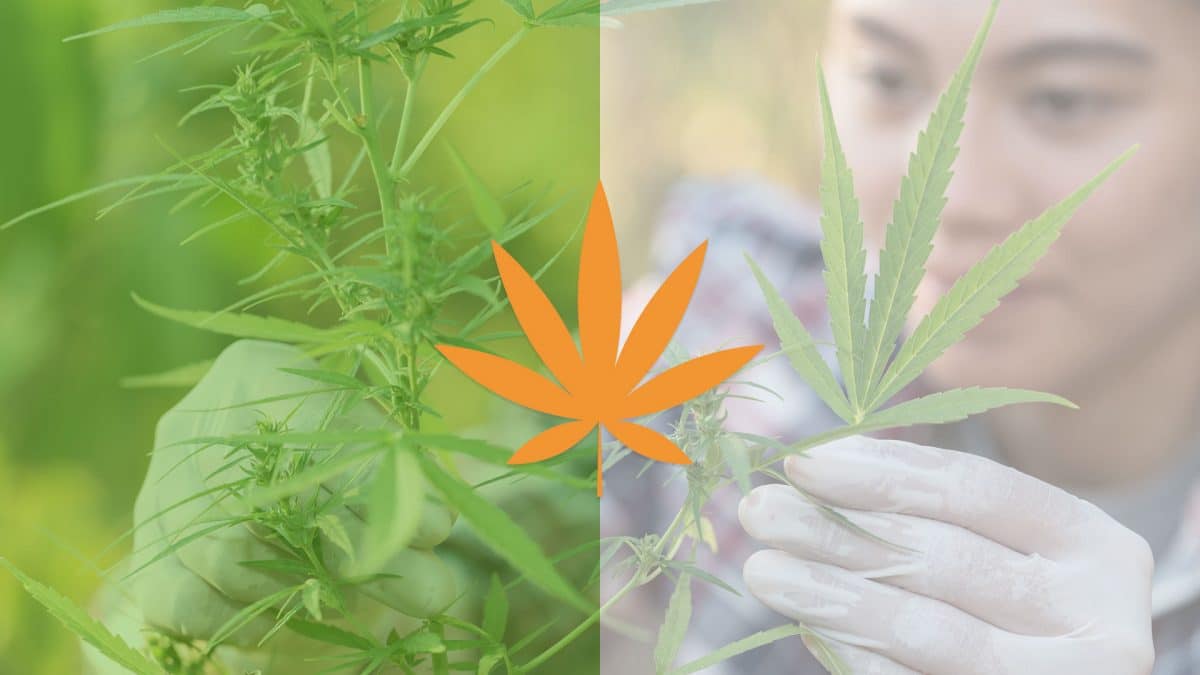 natural-vs-synthetic-cbd-whats-the-difference-featured-image