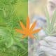 natural-vs-synthetic-cbd-whats-the-difference-featured-image