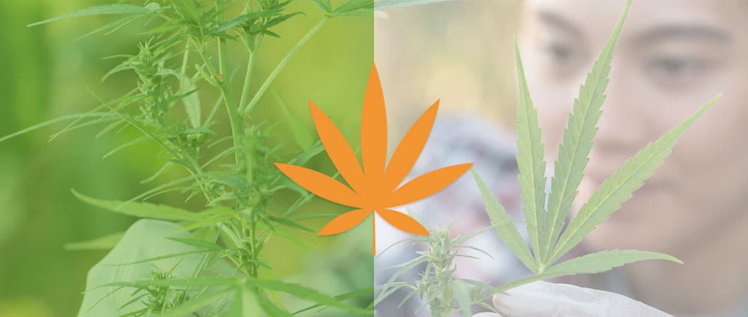 natural-vs-synthetic-cbd-whats-the-difference-top-image