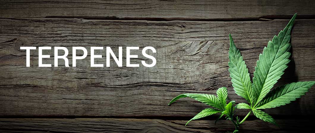 terpenes-text-with-hemp-leaves