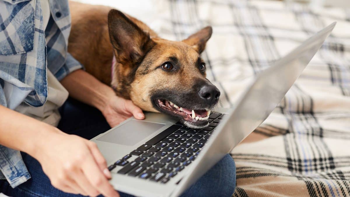 person with pet using a laptop thumbnail