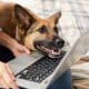 person with pet using a laptop thumbnail