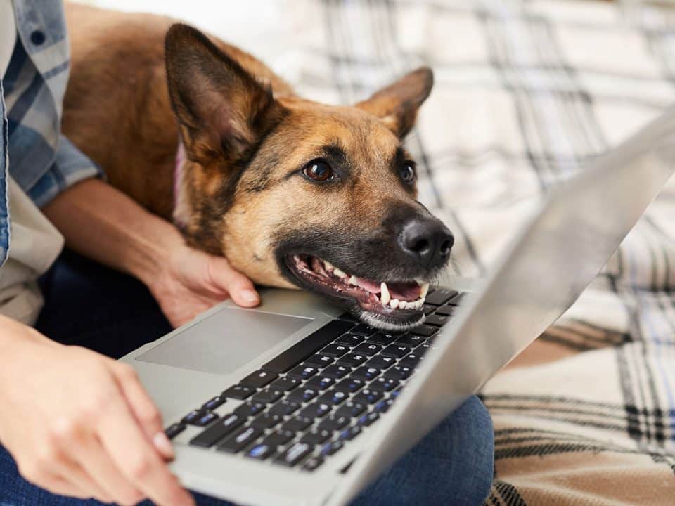 person with pet using a laptop thumbnail