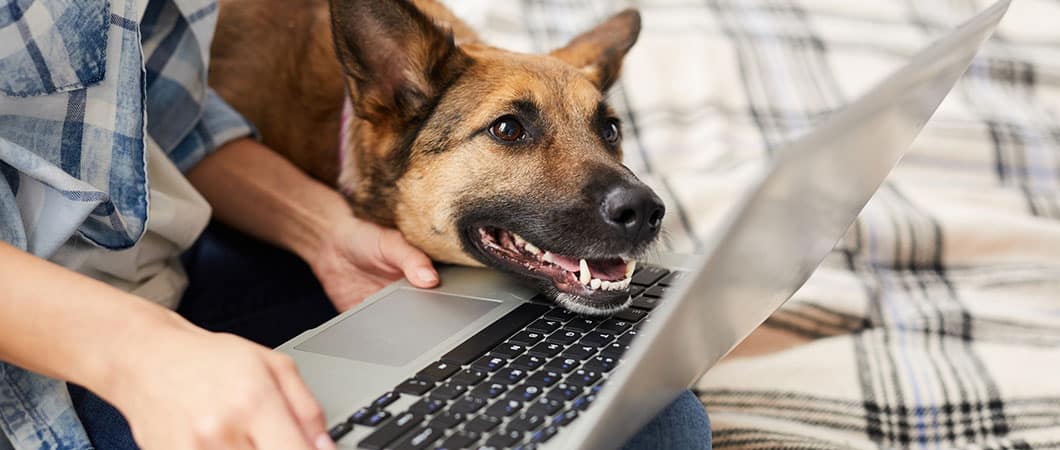person with pet using a laptop