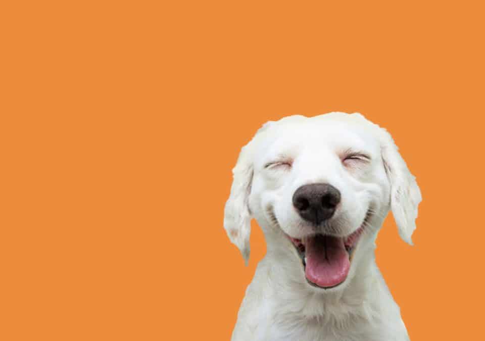 a happy dog