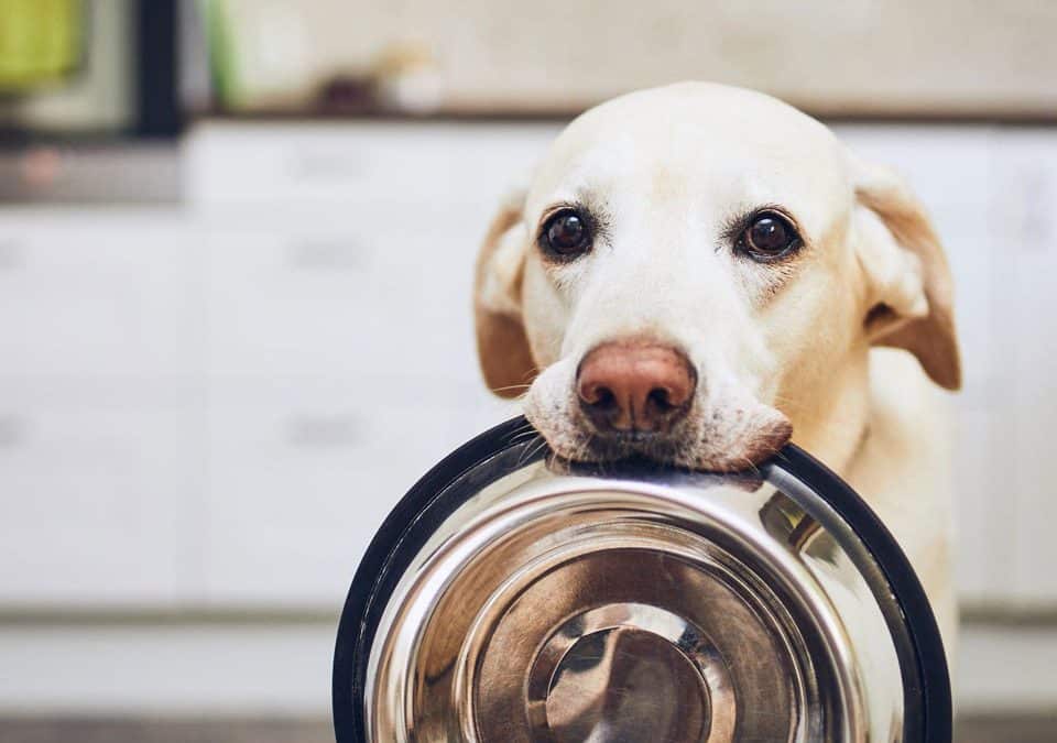 a pet dog waiting for his food