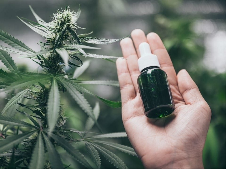 a hemp plant and cbd oil