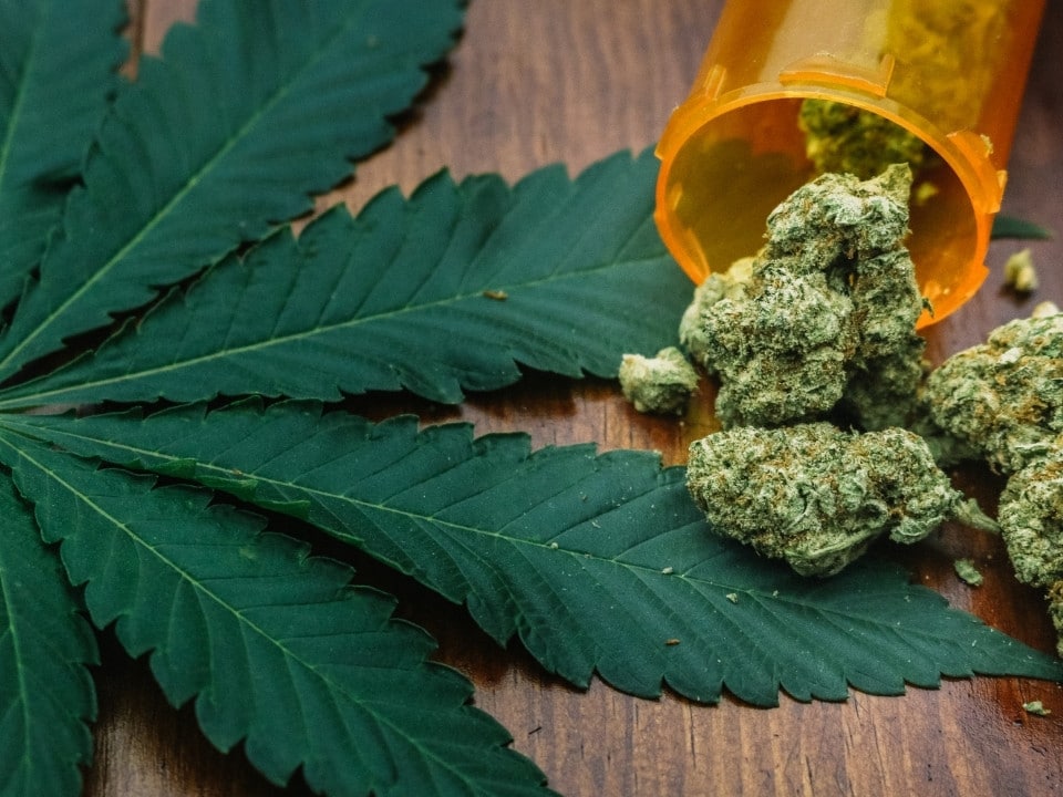 medical marijuana leaves