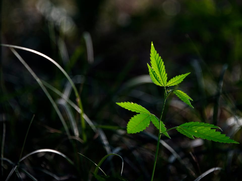 cannabis plant highlighted by a sunlight