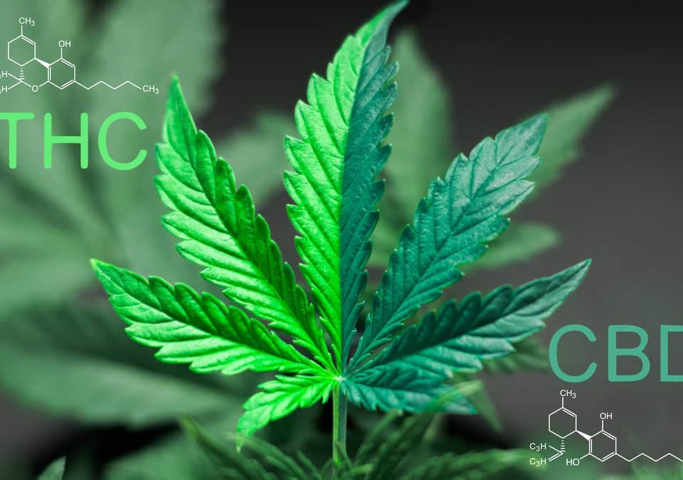 leaf of a plant use for both cbd and thc