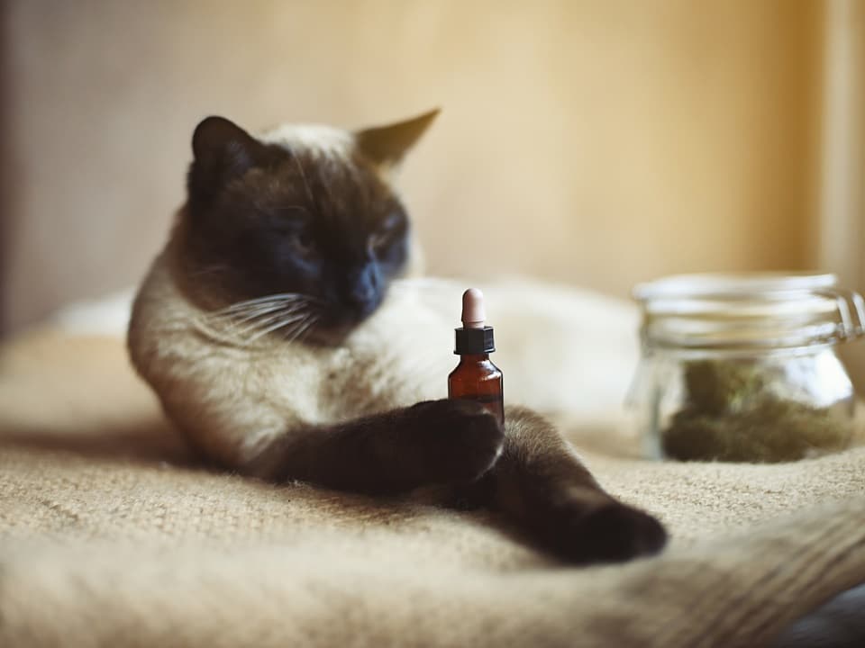 cat holding and staring at cbd oil