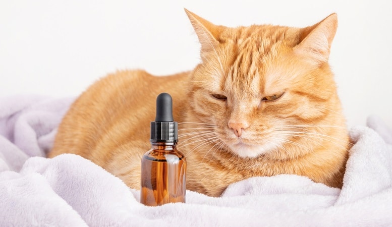 cat staring at a cbd oil