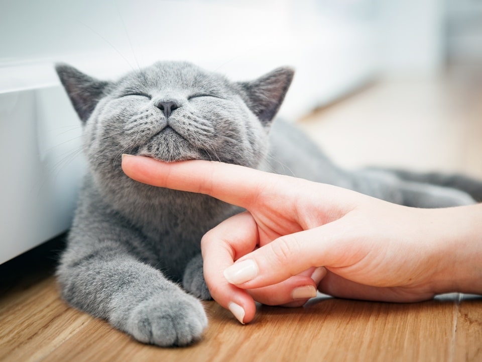 woman petting her cat