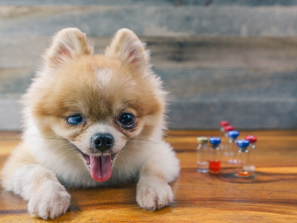 dog high with medicines