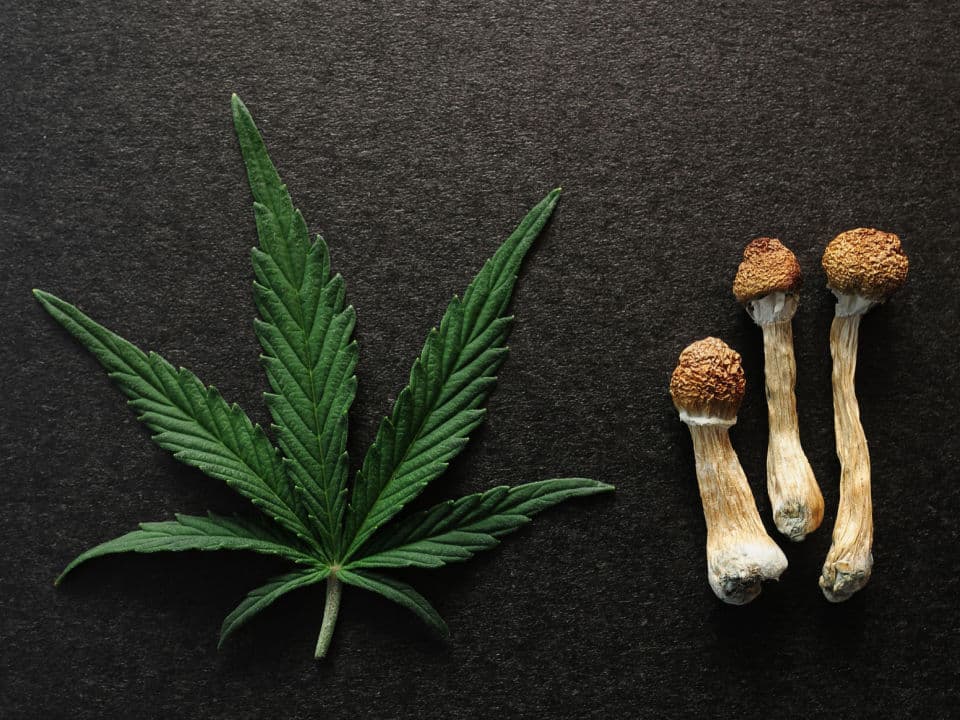 dried psilocybin mushrooms and cannabis leaf on black background