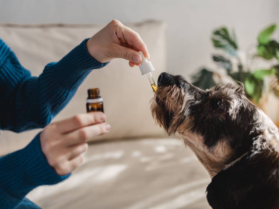 female owner giving cbd hemp oil to her pet dog
