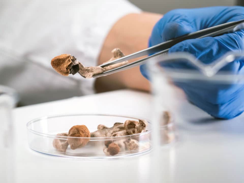 scientist studying the side effect of taking mushrooms and cbd together