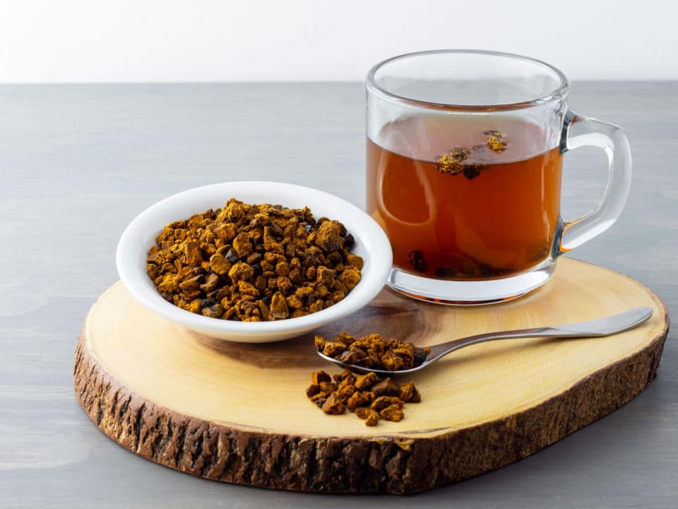 chaga mushroom and chaga mushroom tea